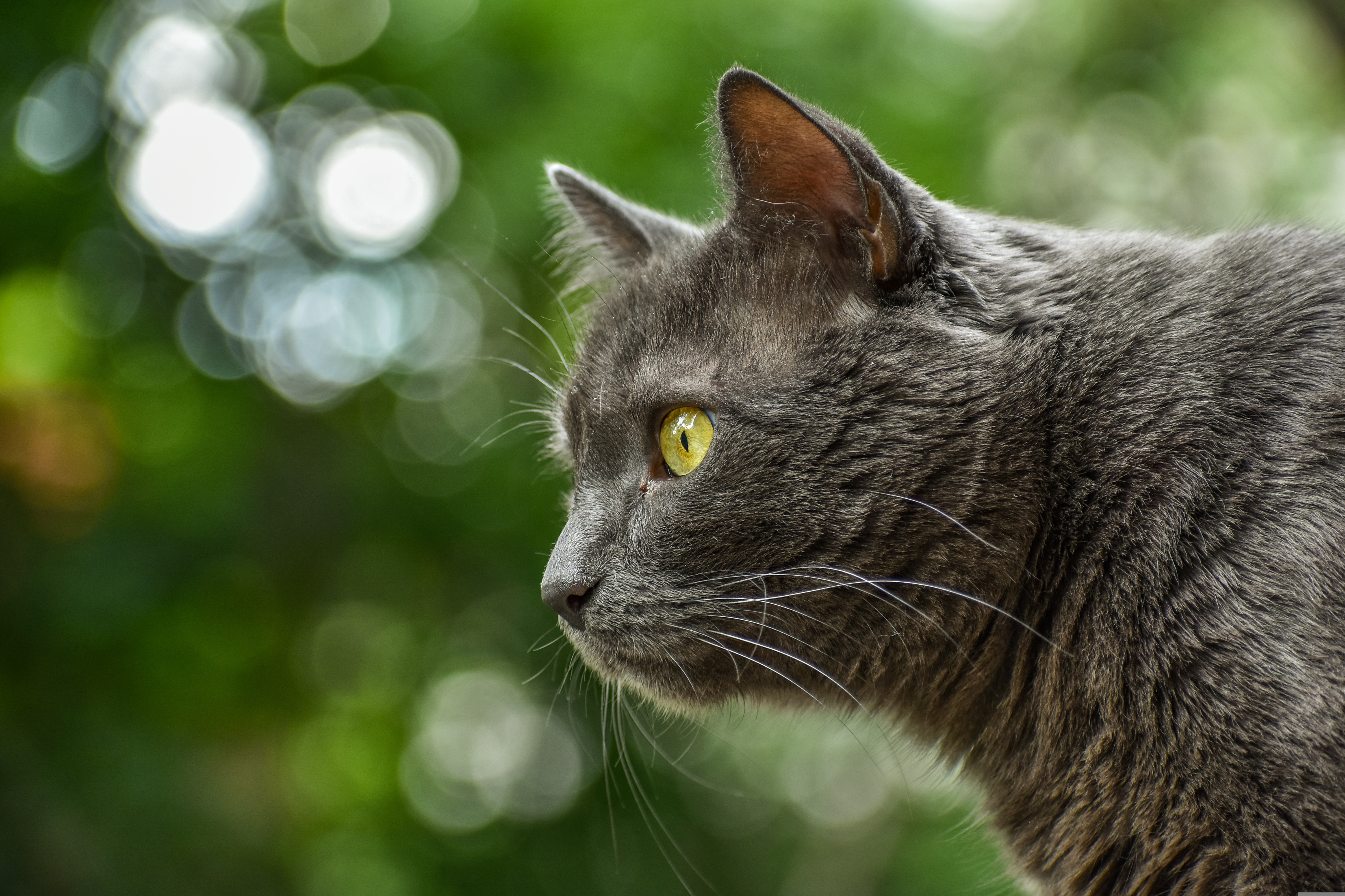 A cute cat