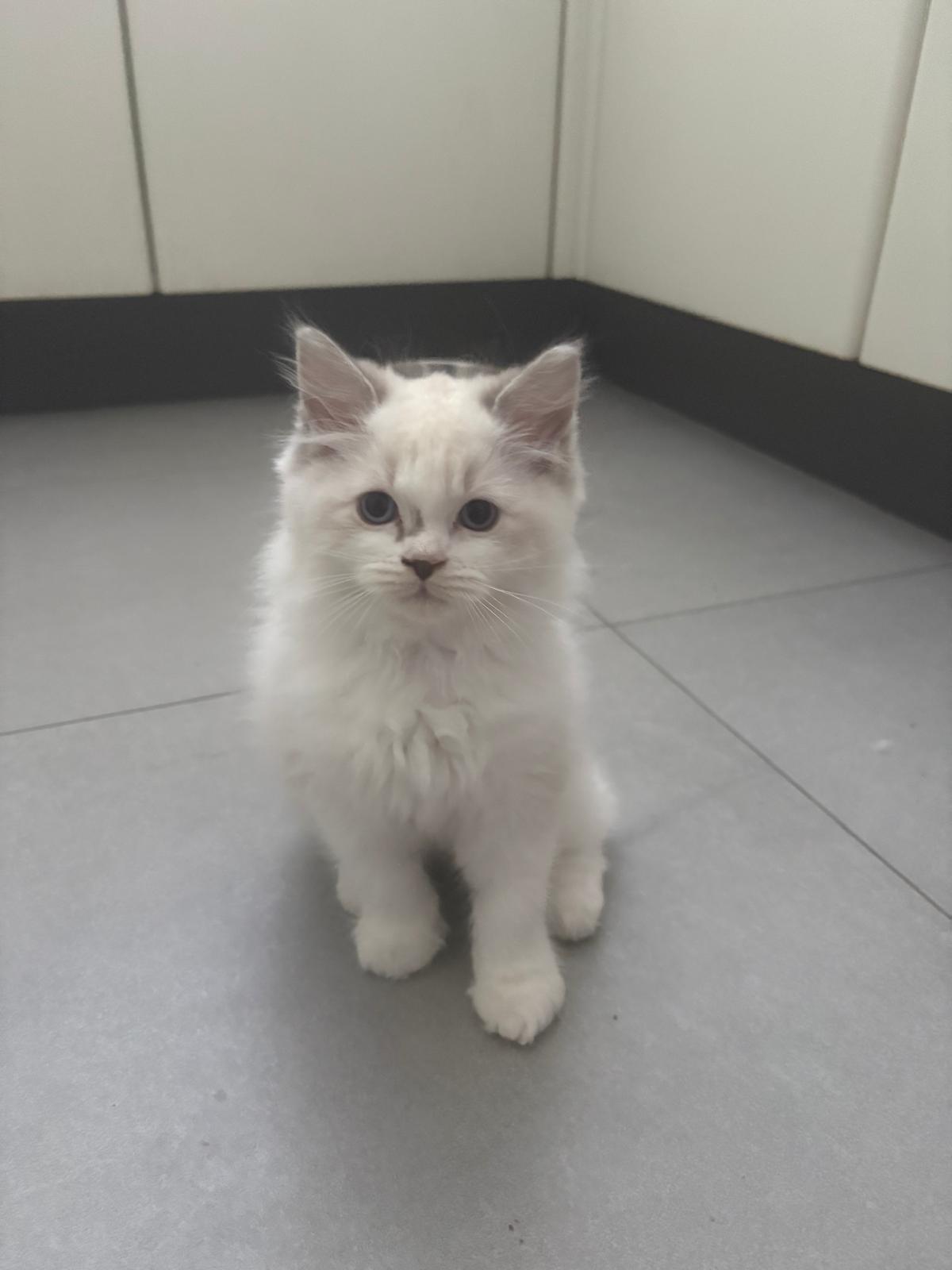 Pixel